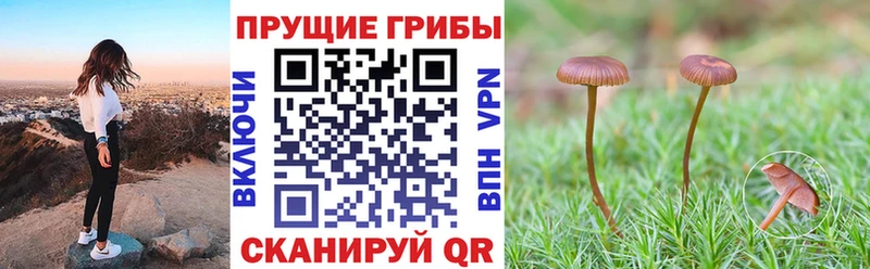 Купить  Миньяр  Галлюциногенные грибы прущие грибы 